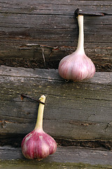 Image showing Two Garlic Bulbs On The Wooden Wall