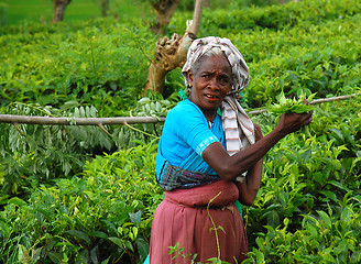 Image showing Tea Worker At The Plantation