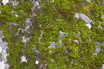 Image showing Moss