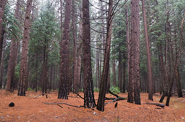 Image showing Wet woods