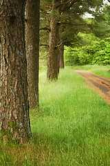 Image showing forest and path