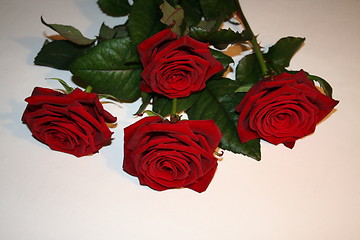 Image showing          Red roses