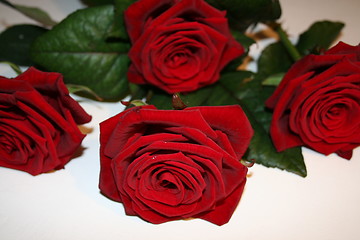 Image showing Red roses