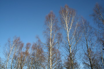 Image showing Birch-tops in winter