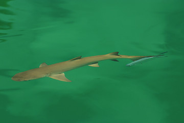 Image showing Reef shark