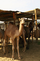 Image showing Camels in a shelter