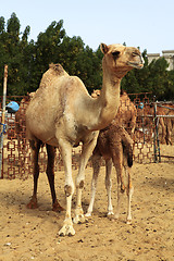 Image showing Camel with calf in Qatar