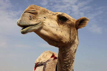 Image showing Camel close-up