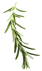 Image showing Rosemary sprig over white