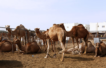 Image showing Camels in a pen in Doha