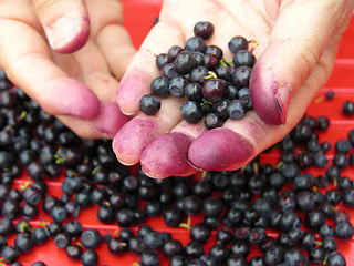 Image showing Blueberry