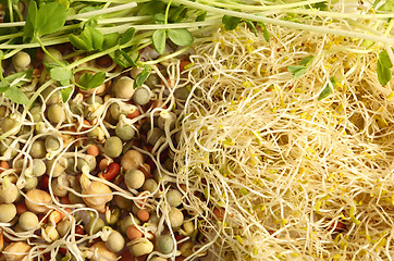 Image showing Sprouted seeds