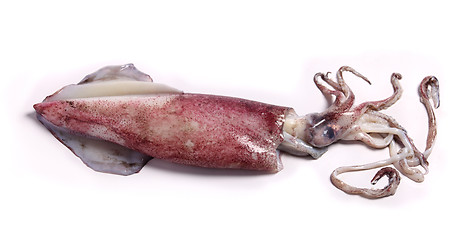 Image showing Squid