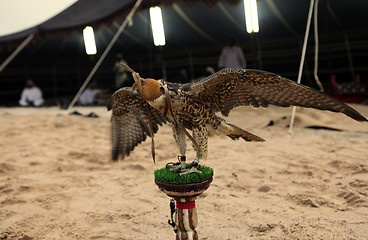 Image showing Falcon at Arab bedouin camp