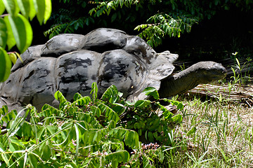 Image showing Aldabra giant tortoise
