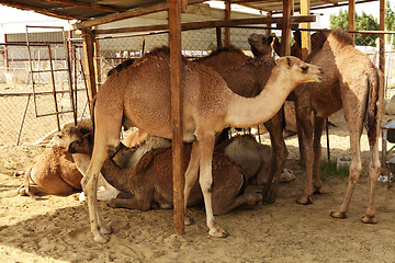 Image showing Camels in shade