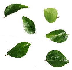 Image showing Curry leaves