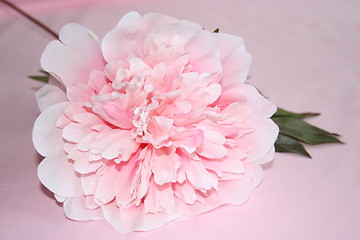 Image showing Peony