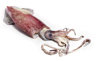 Image showing Squid angled view