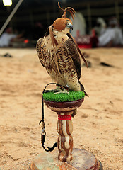 Image showing Falcon at an Arabian camp