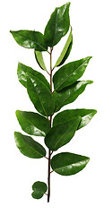 Image showing Curry leaves