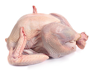Image showing Raw turkey, side view