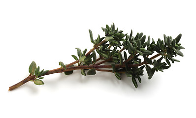 Image showing Sprig of thyme