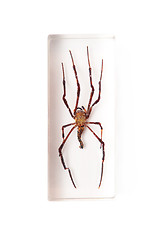 Image showing Spider