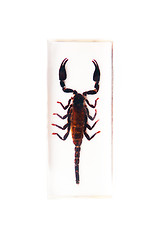 Image showing Scorpion