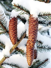 Image showing spruce branch