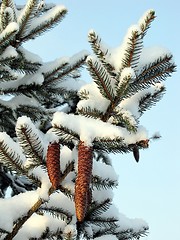 Image showing spruce branch