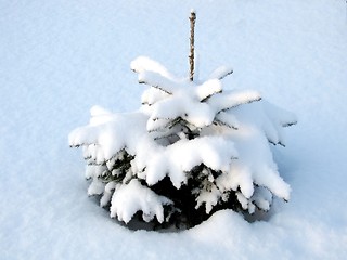Image showing winter spruce
