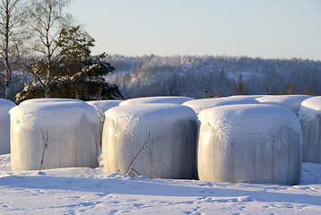 Image showing Silage Bales in Snow