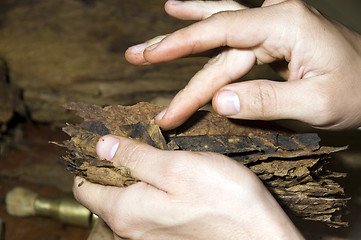 Image showing man hand rolling cigars nicaragua