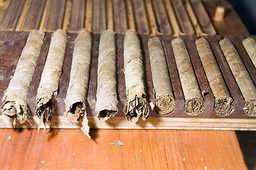 Image showing cigars fresh in a rack