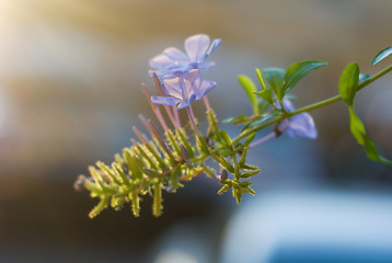 Image showing Ivy flower in sunset