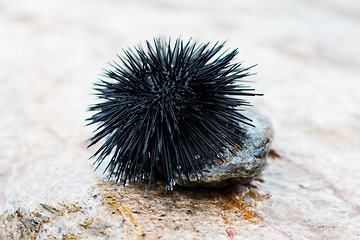 Image showing sea urchin 