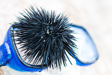 Image showing black sea urchin 