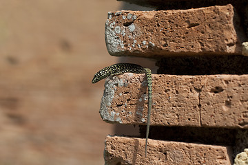 Image showing lizard sit on brick in the wall 