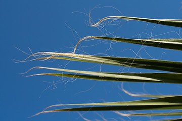 Image showing part of Palm leaves