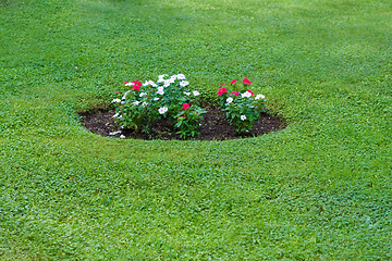 Image showing flowerbed with red and white flowers