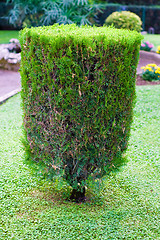 Image showing topiary trimmed bush 