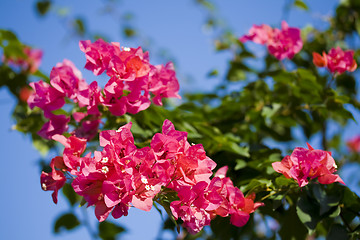 Image showing flowers of bougainvillea