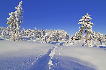 Image showing Winter wonderland