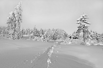 Image showing Winter wonderland