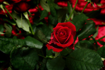 Image showing Red rose