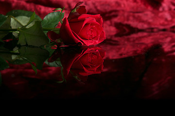 Image showing Red rose