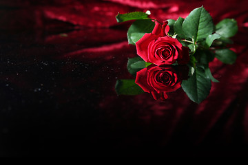 Image showing Red rose