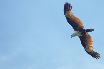 Image showing Eagle Hunting