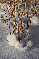 Image showing reeds